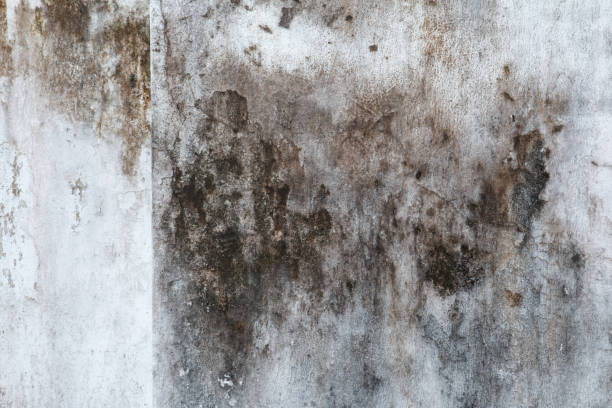 Best Mold Prevention Services  in Winston, OR