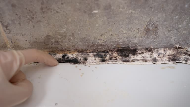 Best Mold Removal for HVAC Installations  in Winston, OR